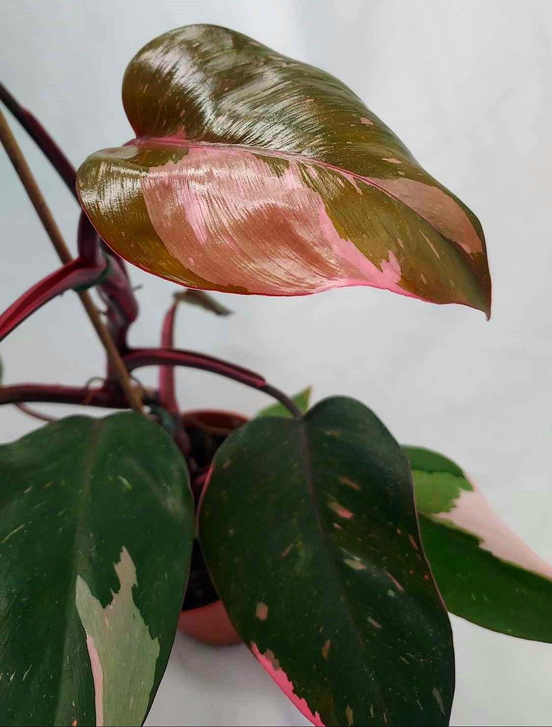 Philodendron Pink Princess – Cedar Bridge Botanicals