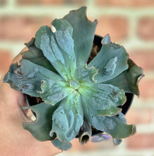 Load image into Gallery viewer, Echeveria 'Tom Thumb'