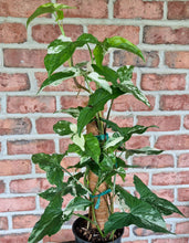 Load image into Gallery viewer, Syngonium albo Totem