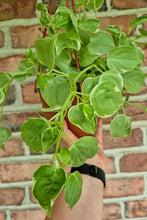 Load image into Gallery viewer, Cupid Vine (Peperomia scandens variegata)