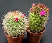 Load image into Gallery viewer, 2 Inch Cacti Surprise!