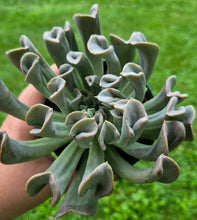 Load image into Gallery viewer, Echeveria 'Pink Trumpet'