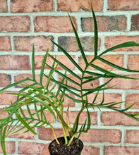 Load image into Gallery viewer, Philodendron tortum
