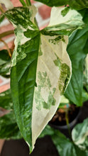 Load image into Gallery viewer, Syngonium albo Totem