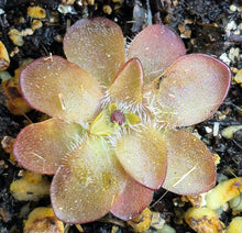 Load image into Gallery viewer, Pinguicula 'Crystal' (Butterwort)