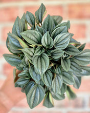 Load image into Gallery viewer, Peperomia 'Napoli Nights'