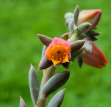 Load image into Gallery viewer, Echeveria sp.