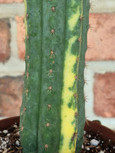 Load image into Gallery viewer, Variegated San Pedro Cactus (Trichocereus macrogonus var. pachanoi variegata)