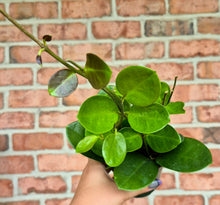 Load image into Gallery viewer, Wax Vine (Hoya australis)