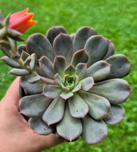 Load image into Gallery viewer, Echeveria sp.
