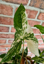 Load image into Gallery viewer, Syngonium albo Totem