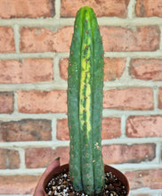 Load image into Gallery viewer, Variegated San Pedro Cactus (Trichocereus macrogonus var. pachanoi variegata)