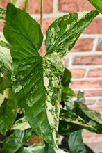 Load image into Gallery viewer, Syngonium albo