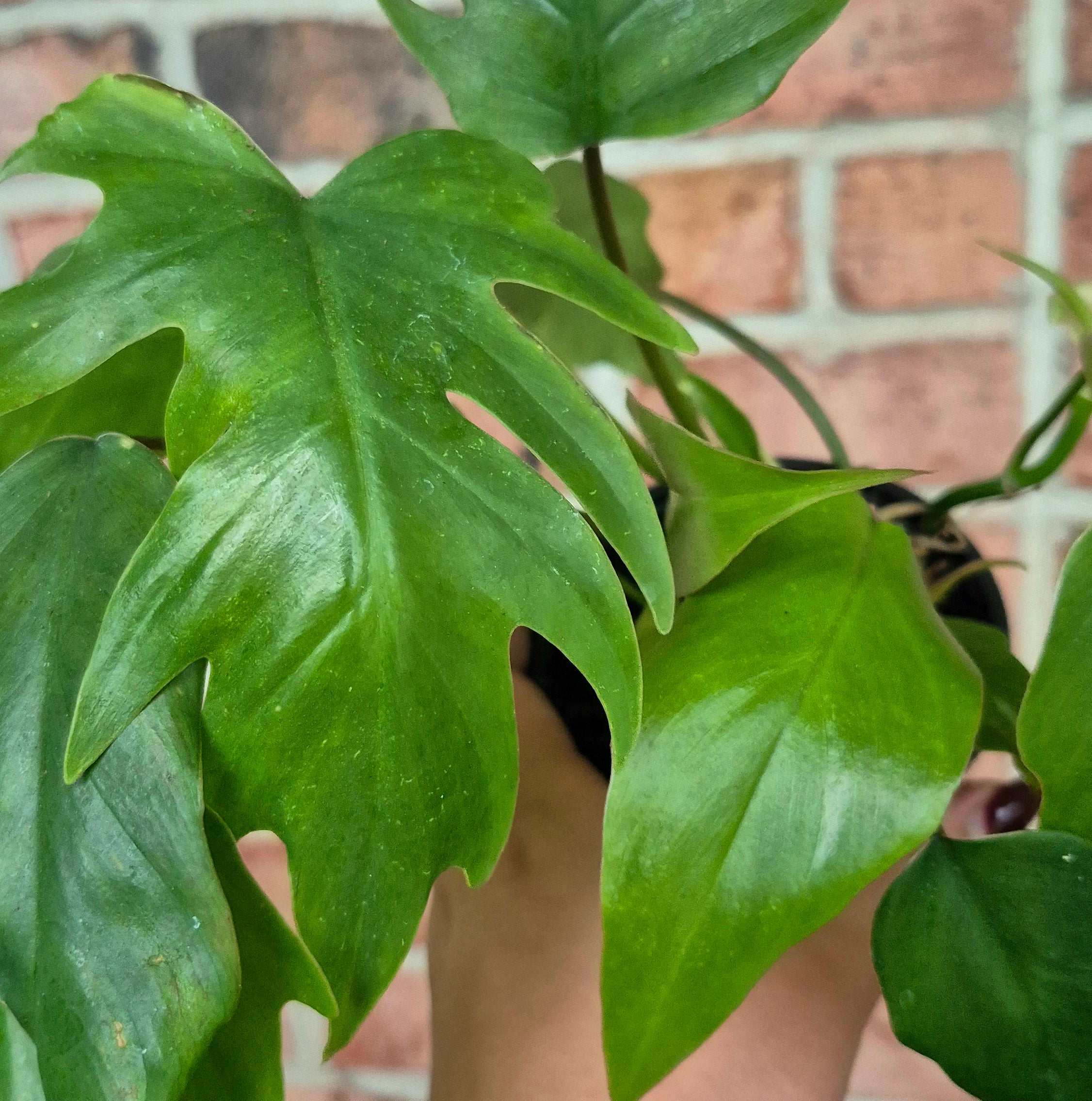 dubium philodendron Philodendron dubium – Cedar Bridge Botanicals