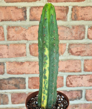 Load image into Gallery viewer, Variegated San Pedro Cactus (Trichocereus macrogonus var. pachanoi variegata)