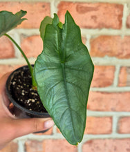 Load image into Gallery viewer, Alocasia heterophylla 'Dragon's Breath'