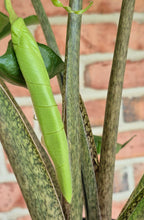 Load image into Gallery viewer, Alocasia 'Stringray'