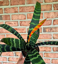 Load image into Gallery viewer, Flaming Sword Bromeliad (Vrisea 'Flaming Sword')