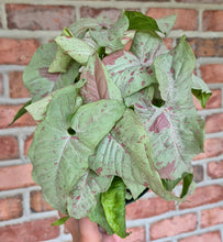 Load image into Gallery viewer, Syngonium 'Milk Confetti'