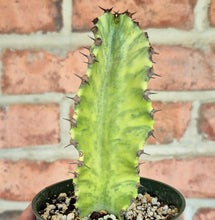 Load image into Gallery viewer, Euphorbia ammak variegata