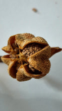 Load image into Gallery viewer, Sarracenia Seeds Mystery Mix