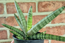 Load image into Gallery viewer, Starfish Snake Plant (Dracaena 'Starfish')