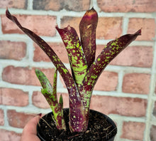 Load image into Gallery viewer, Neoregelia marmorata