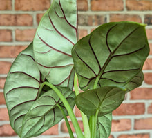 Load image into Gallery viewer, Alocasia 'Silver Dragon'