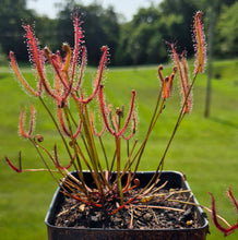 Load image into Gallery viewer, Drosera binata (Staghorn Sundew)
