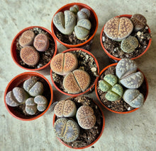 Load image into Gallery viewer, Living Stones (Lithops spp.)