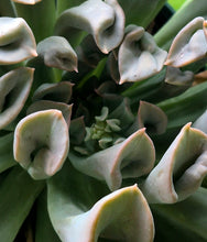 Load image into Gallery viewer, Echeveria 'Pink Trumpet'