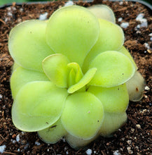 Load image into Gallery viewer, Pinguicula 'Huahuapan'