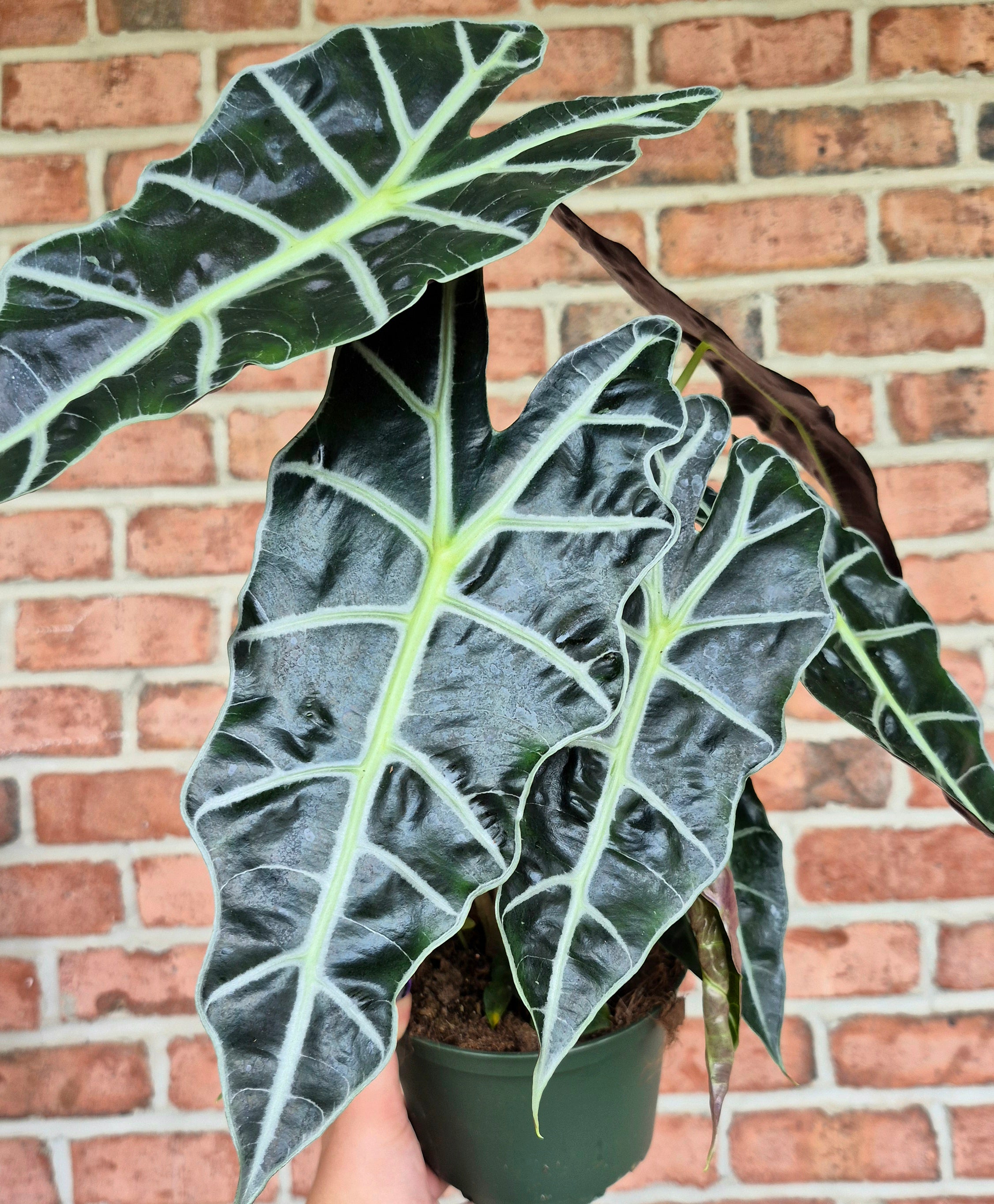 African Mask (Alocasia 'Polly') – Cedar Bridge Botanicals