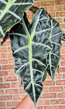 Load image into Gallery viewer, African Mask (Alocasia 'Polly')