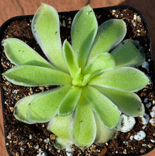 Load image into Gallery viewer, Pinguicula 'Snow Queen'