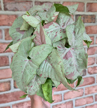 Load image into Gallery viewer, Syngonium 'Milk Confetti'