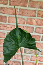 Load image into Gallery viewer, Alocasia 'Stringray'