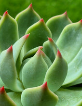 Load image into Gallery viewer, Echeveria 'Yummie'