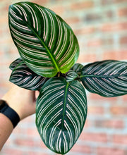 Load image into Gallery viewer, Pinstripe Calathea (Goeppertia ornata 'Pinstripe')