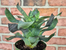 Load image into Gallery viewer, Bromeliad (Vriesea 'Giant Nova')