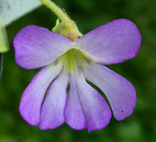 Load image into Gallery viewer, Pinguicula 'Snow Queen'
