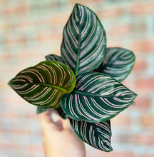 Load image into Gallery viewer, Pinstripe Calathea (Goeppertia ornata 'Pinstripe')