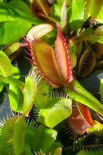 Load image into Gallery viewer, Venus Flytrap 'King Henry' (Dionaea muscipula 'King Henry')