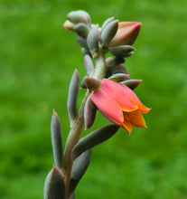 Load image into Gallery viewer, Echeveria sp.