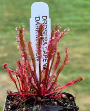 Load image into Gallery viewer, Drosera capensis 'Dark Maroon'