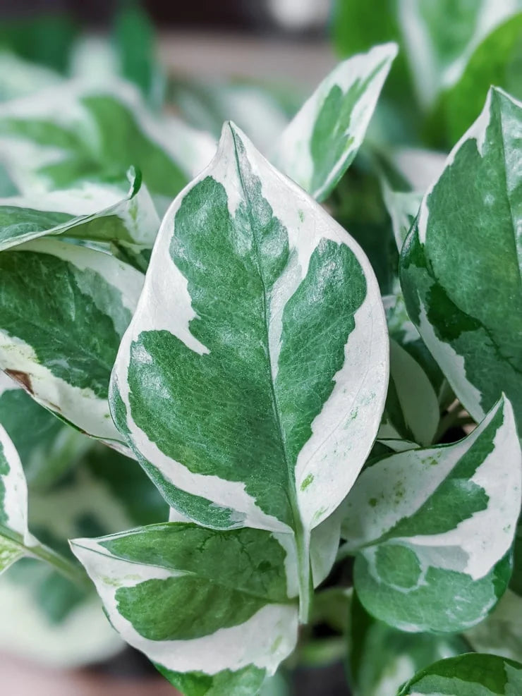 Pearls & Jade Pothos – Cedar Bridge Botanicals