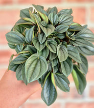 Load image into Gallery viewer, Peperomia 'Napoli Nights'