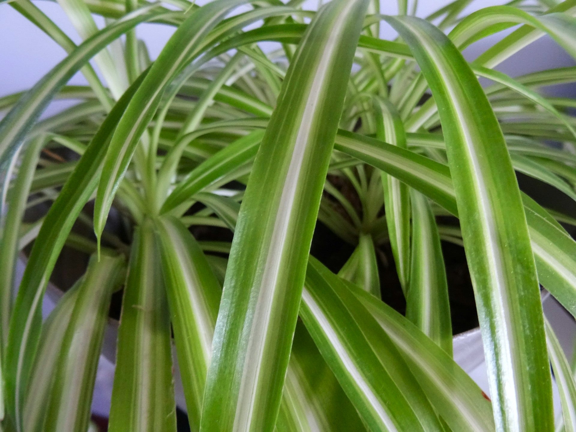 spider plant syzygium buxifolium Spider Plant (Chlorophytum comosum) – Cedar Bridge Botanicals
