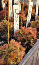 Load image into Gallery viewer, Sundew- Drosera spathulata