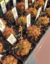 Load image into Gallery viewer, Sundew- Drosera spathulata